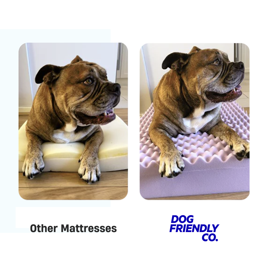 Premium Orthopedic Memory Foam Dog Bed - Cream (Large)