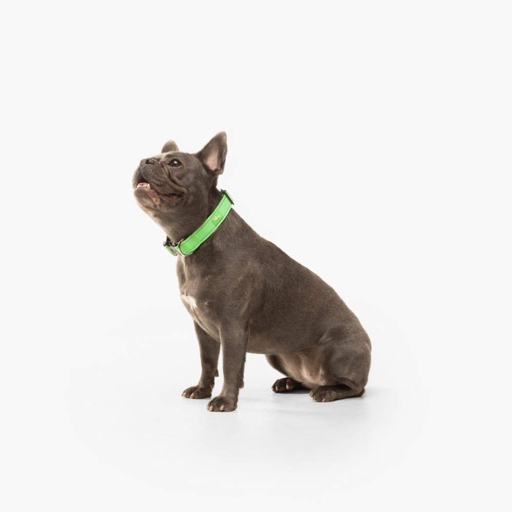 Dog Lovers Pack - Neon Green