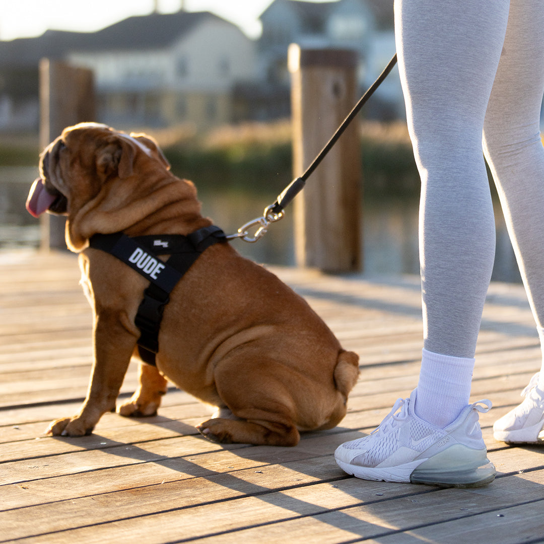 Dog Harness + FREE D-ring