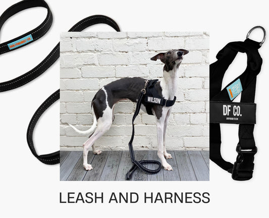 dog harness vs leash