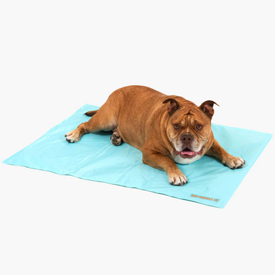 Do Cooling Mats for Dogs Really Work?