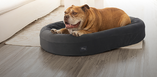 Comfort for Canines: Soft Beds vs. Hard Beds