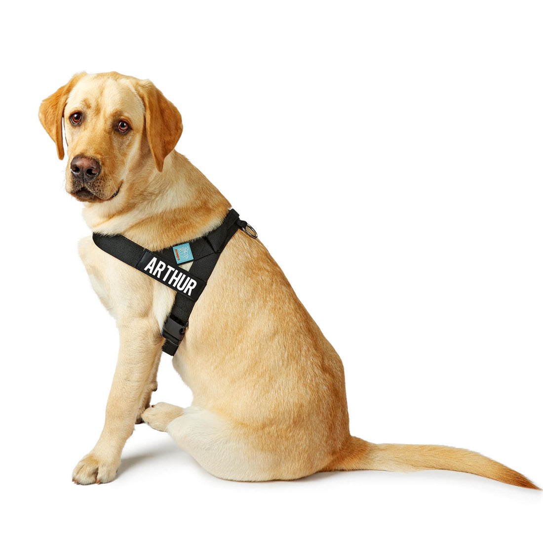 Labrador Retrievers - A Quick Guide on How to Care for One