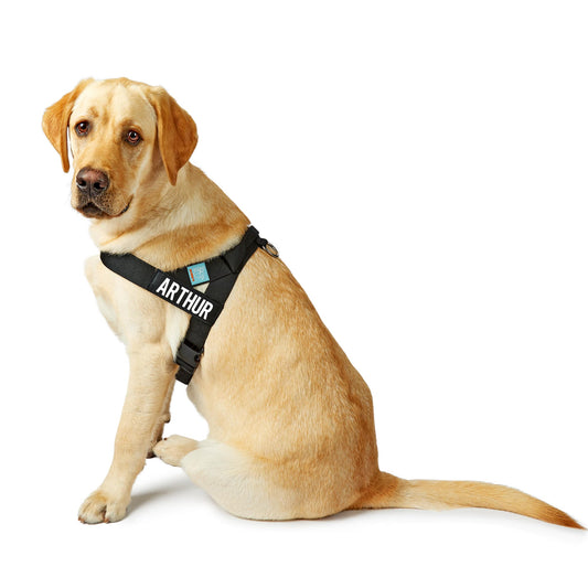 Labrador Retrievers - A Quick Guide on How to Care for One