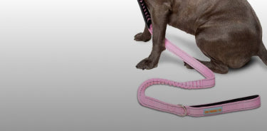 Long or Short Leash? Finding the Right Fit for Your Dog