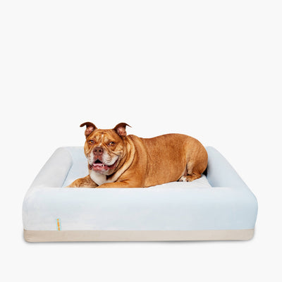 5 Things To Consider When Buying a Dog Bed