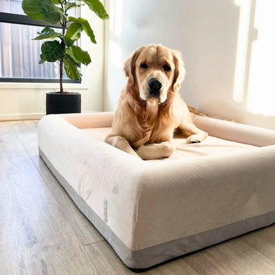 Why Do Dogs Like Dog Beds?