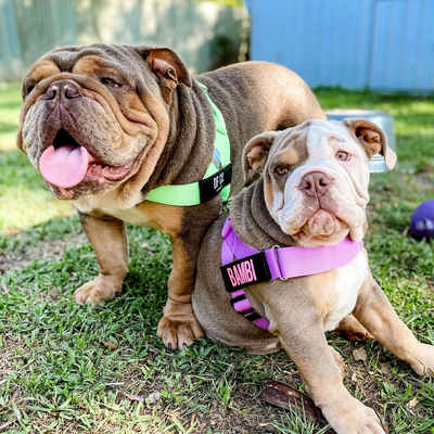 10 Surprising Facts About Bulldogs