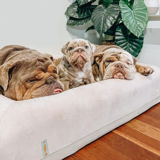 Where Should Your Dog’s Bed Go—Living Room or Bedroom?