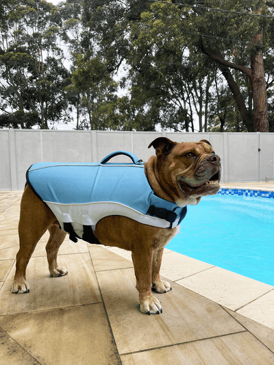 Water Safety Tips Every Dog Owner Should Know