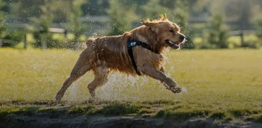 How to Stop Your Dog From Doing a Runner Off-Leash