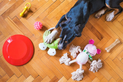 How to Clean Dog Toys