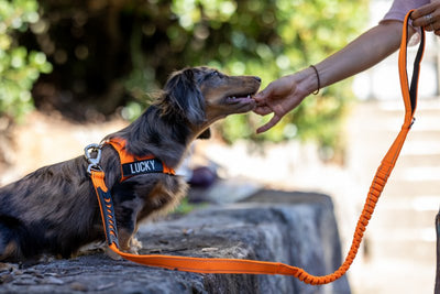 When to use a dog harness