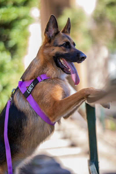 Where to measure for a dog harness