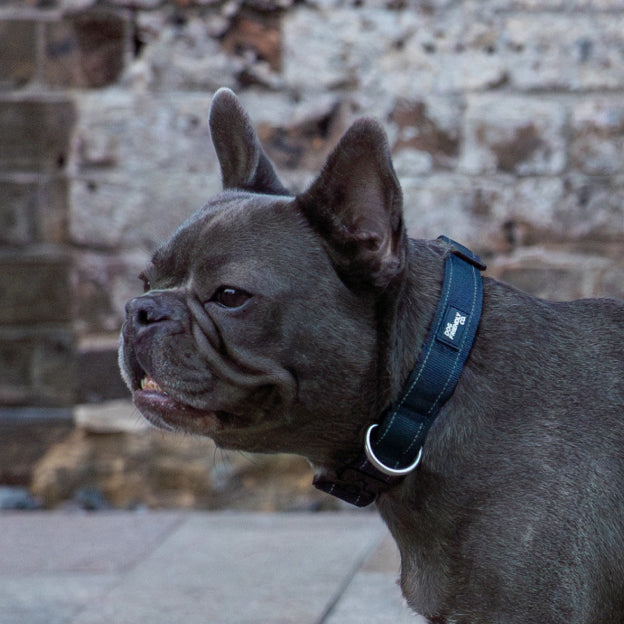 Tactical Dog Collar - Navy Blue