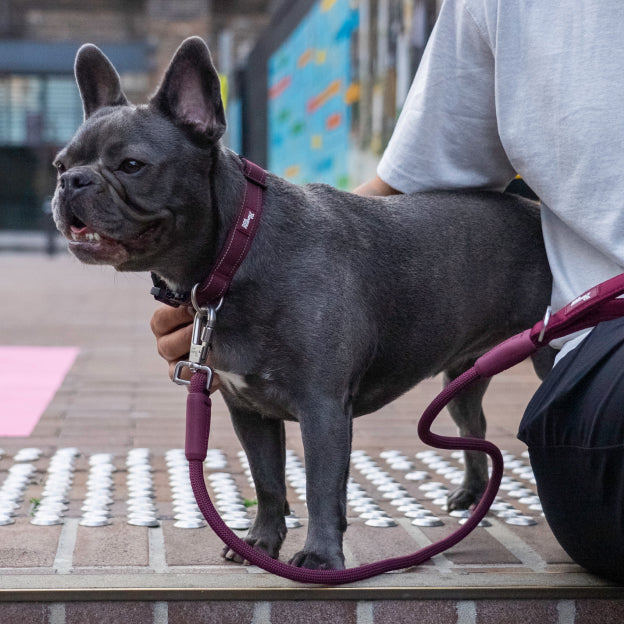 Collar Walk Set - Burgundy