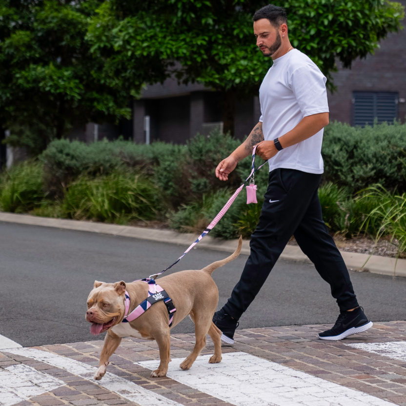Bungee Dog Leash - Limited Edition Pink
