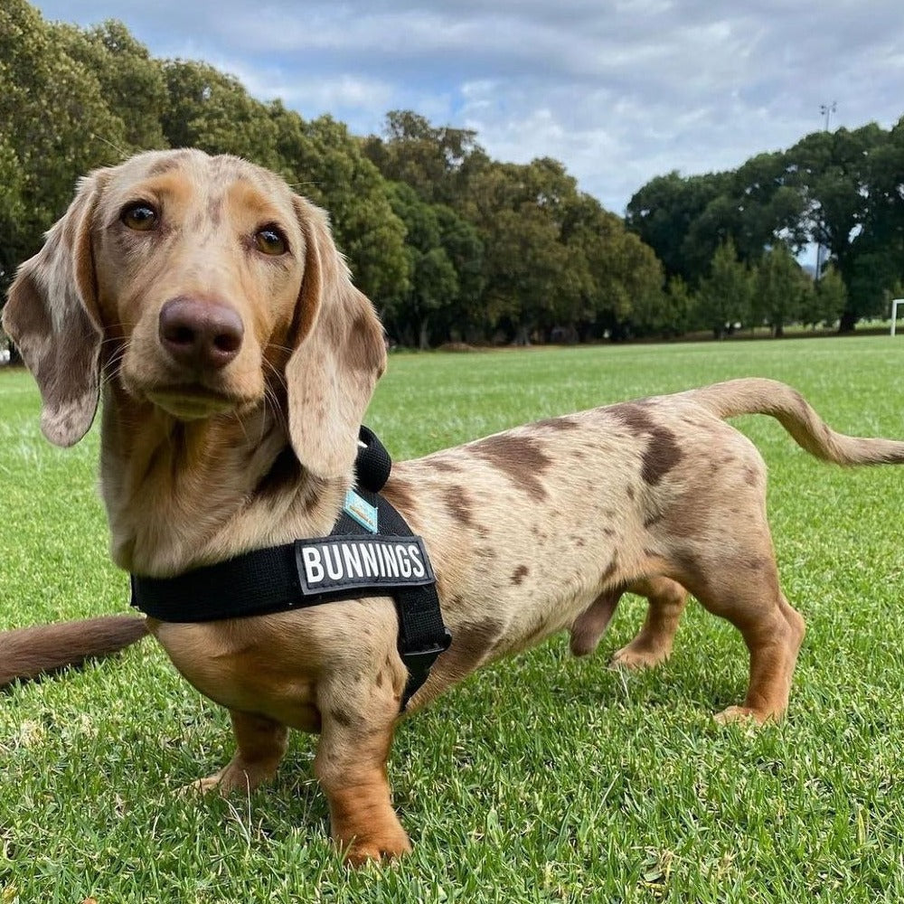 Canine friendly vest harness hotsell