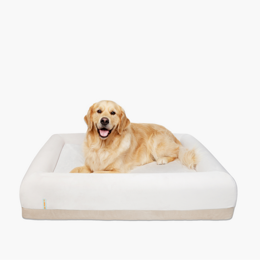 Premium Orthopedic Memory Foam Dog Bed - Champagne (Large)