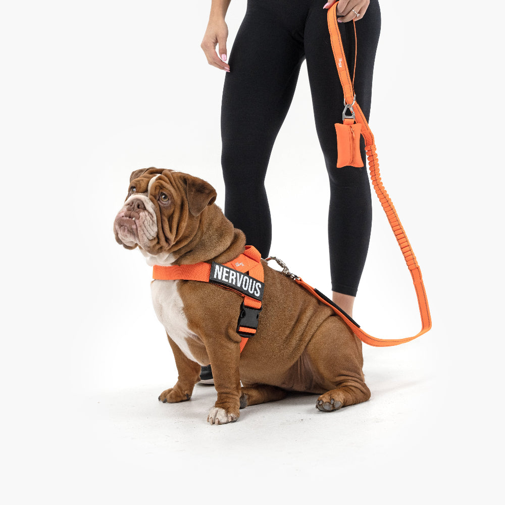 Walk Essentials - Hi-Vis Orange