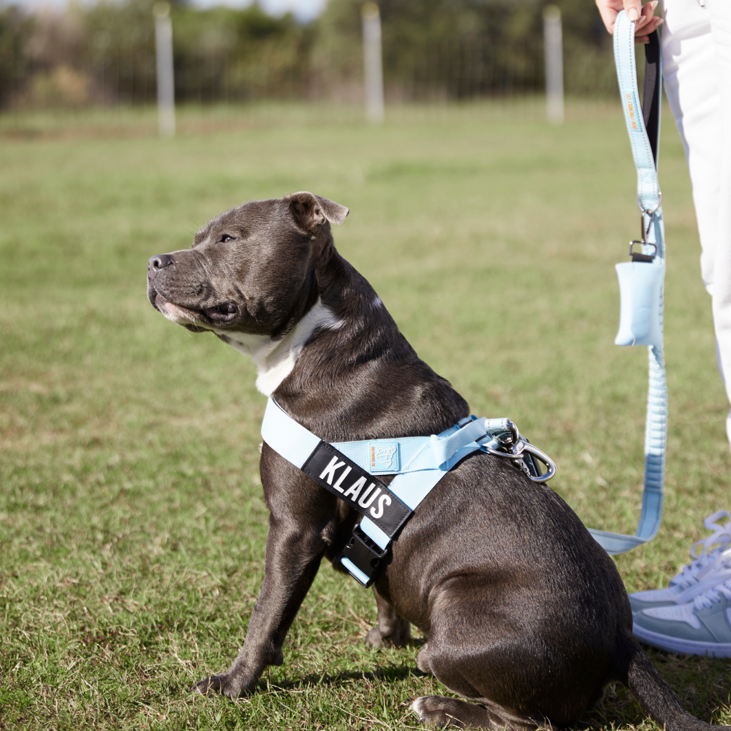 Dog Harness