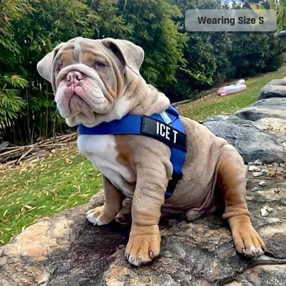 Dog Harness - Classic Blue
