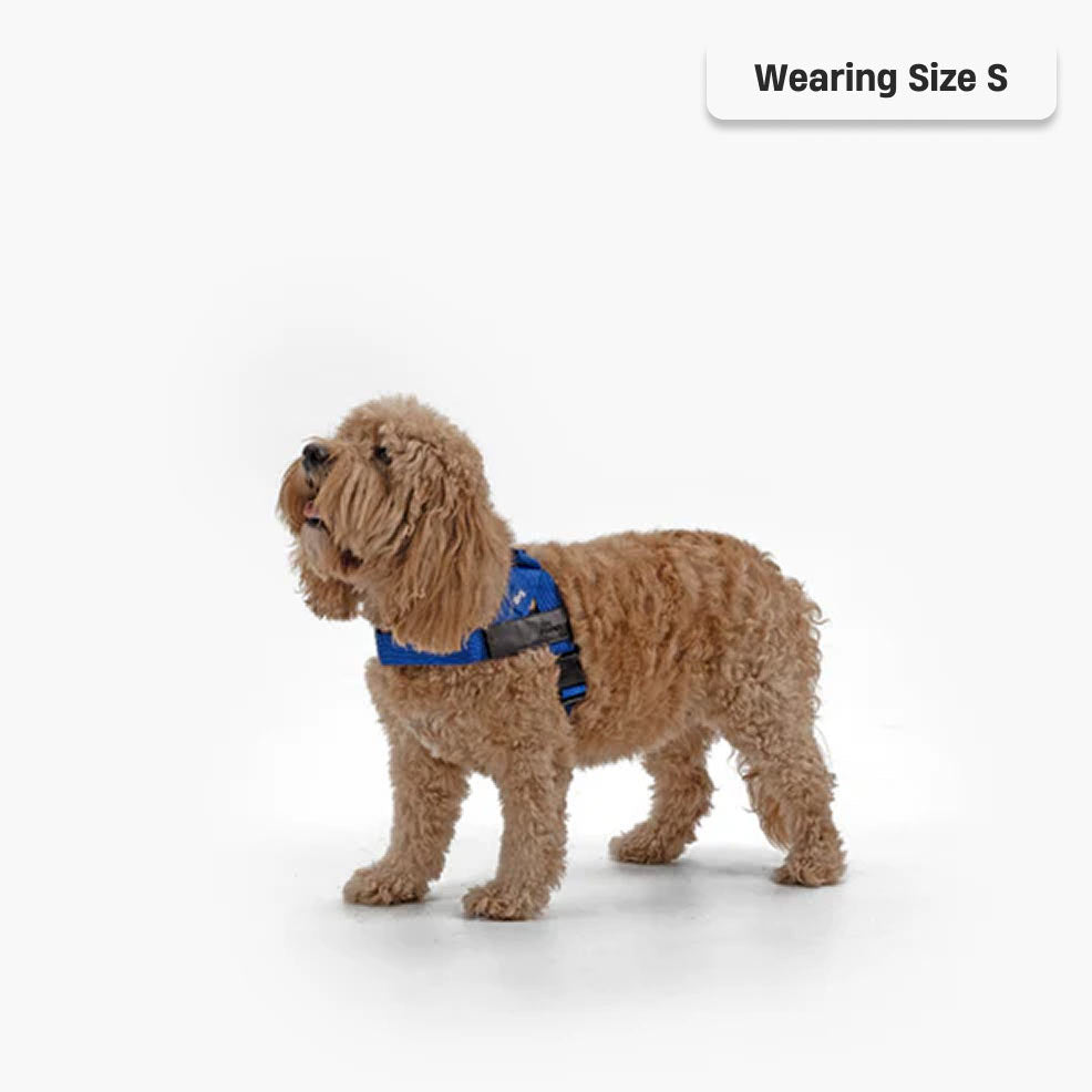 Dog Harness - Classic Blue