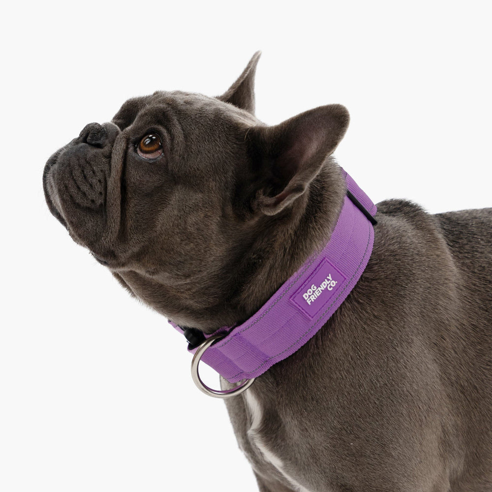 Tactical Dog Collar - Purple