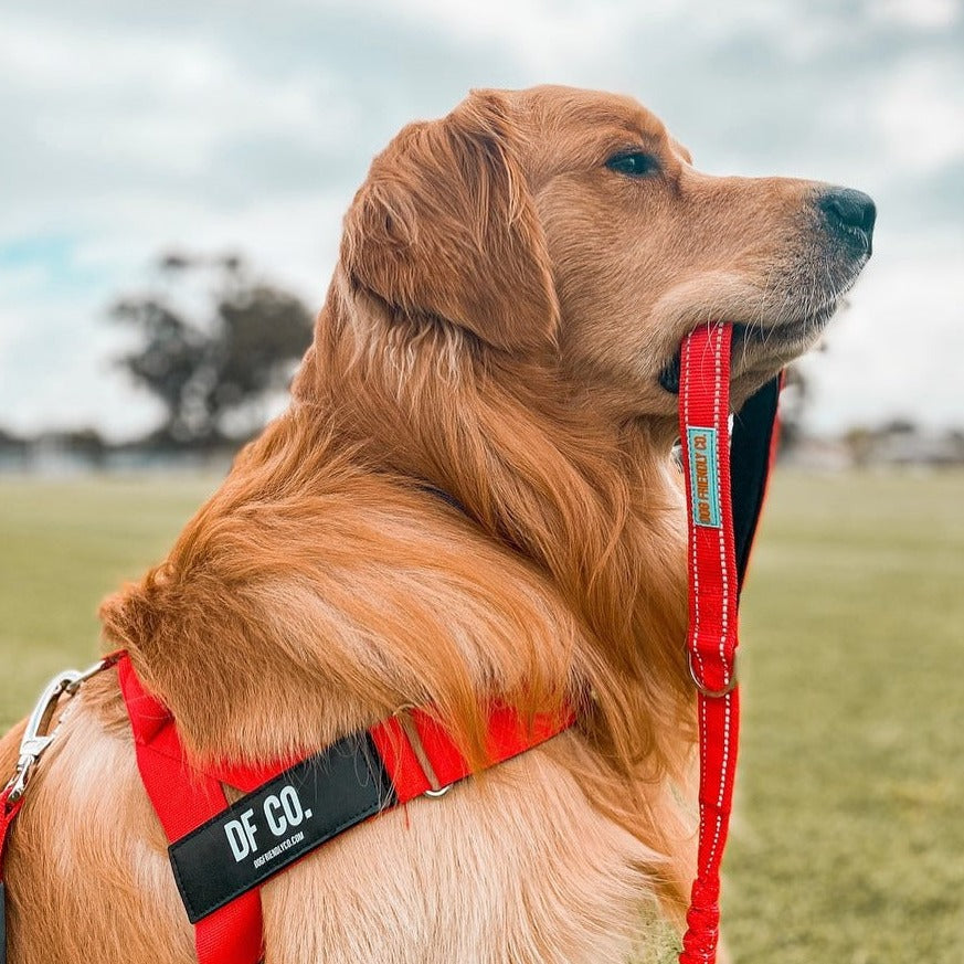 Dog Harness